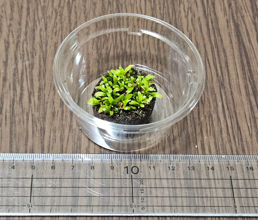 訳あり品　ウィリンキー イエロームーンドワーフ トトロ