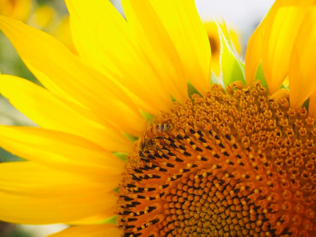 【機関良好】Fujifilm X10