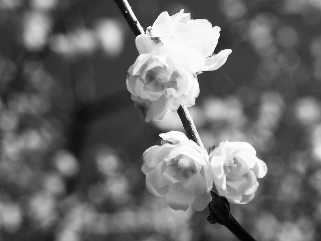 【機関良好】Fujifilm X10