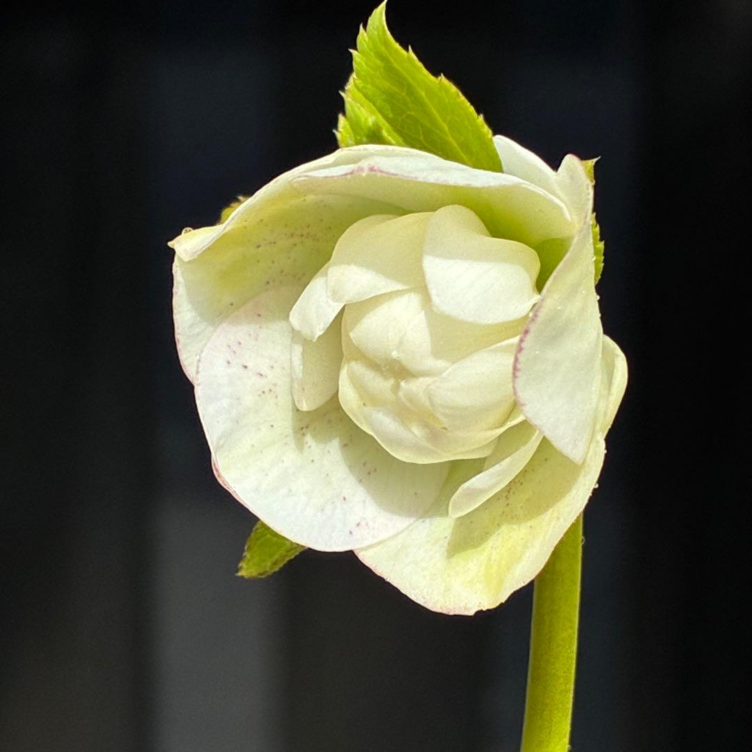 3770 ☘️2年間管理株☘️⭐️フレックル的なお顔⭐️超小輪⭐️大木ナーセリー⭐️