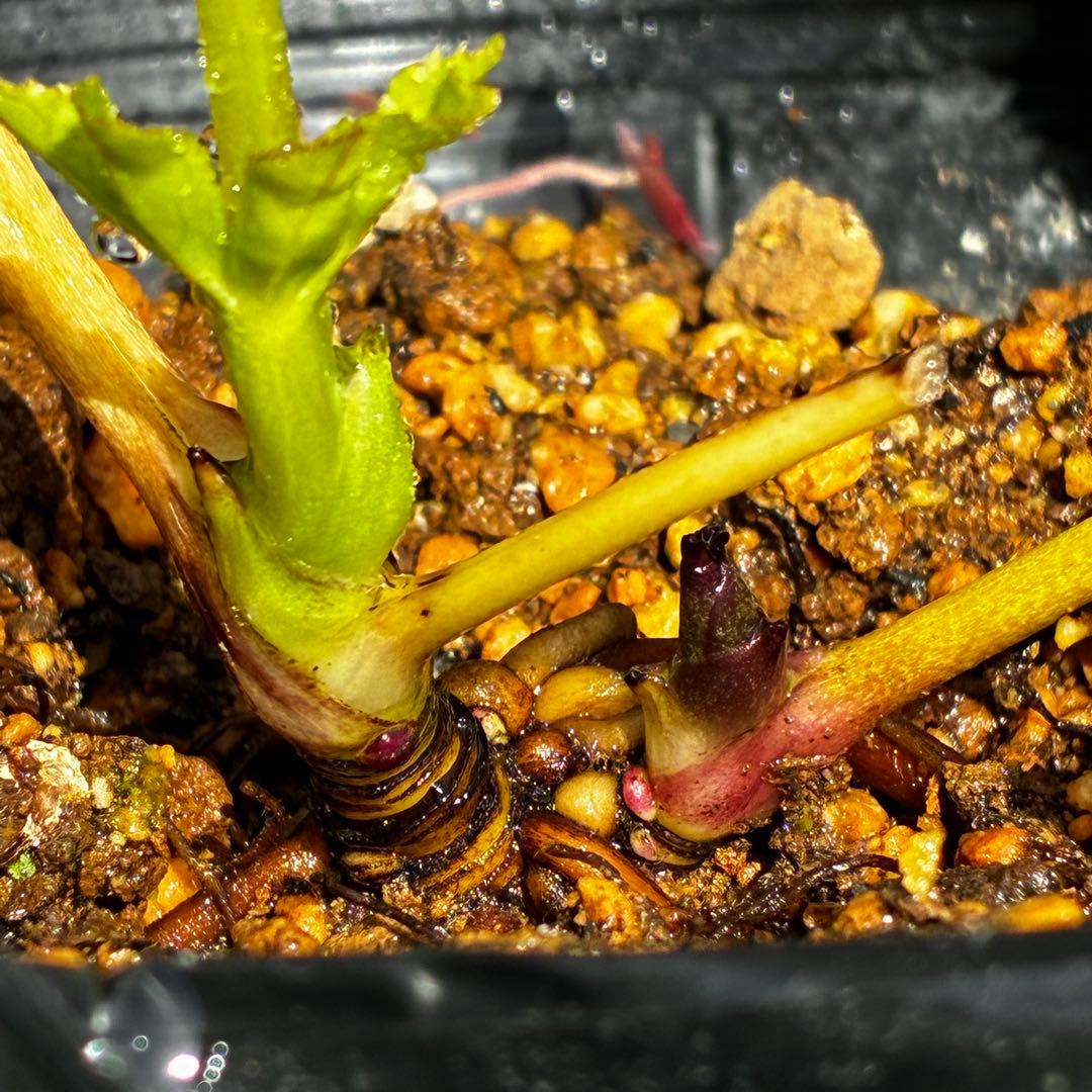 3770 ☘️2年間管理株☘️⭐️フレックル的なお顔⭐️超小輪⭐️大木ナーセリー⭐️