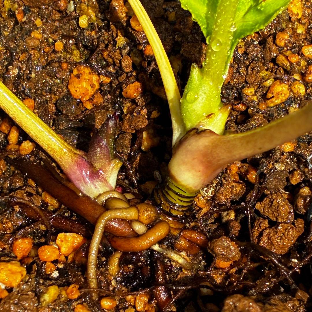 3770 ☘️2年間管理株☘️⭐️フレックル的なお顔⭐️超小輪⭐️大木ナーセリー⭐️