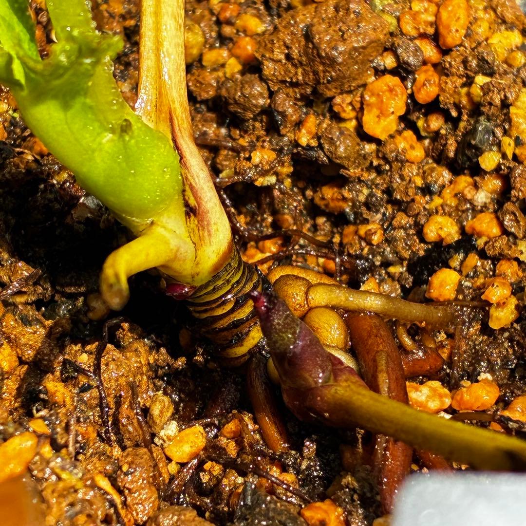 3770 ☘️2年間管理株☘️⭐️フレックル的なお顔⭐️超小輪⭐️大木ナーセリー⭐️