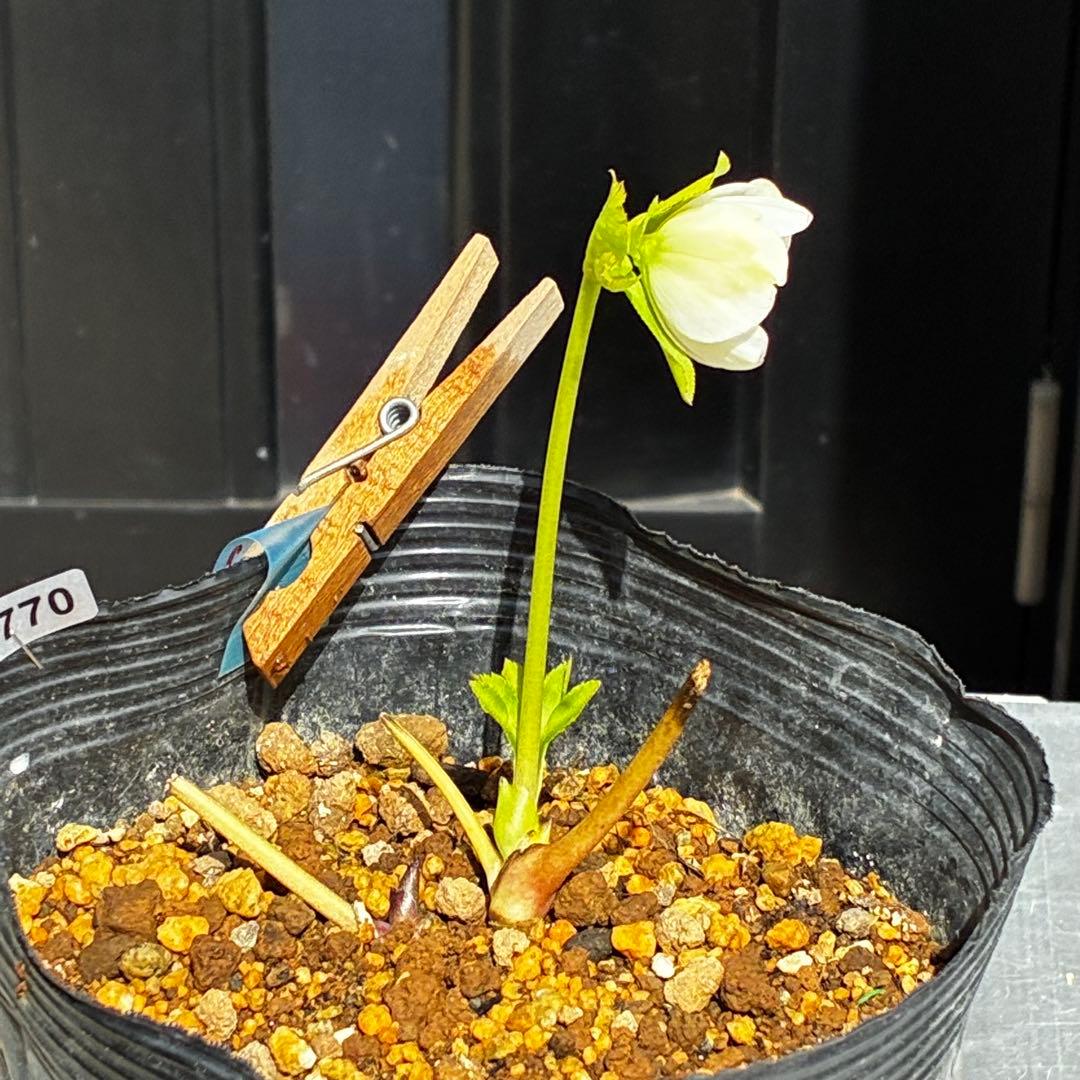 3770 ☘️2年間管理株☘️⭐️フレックル的なお顔⭐️超小輪⭐️大木ナーセリー⭐️