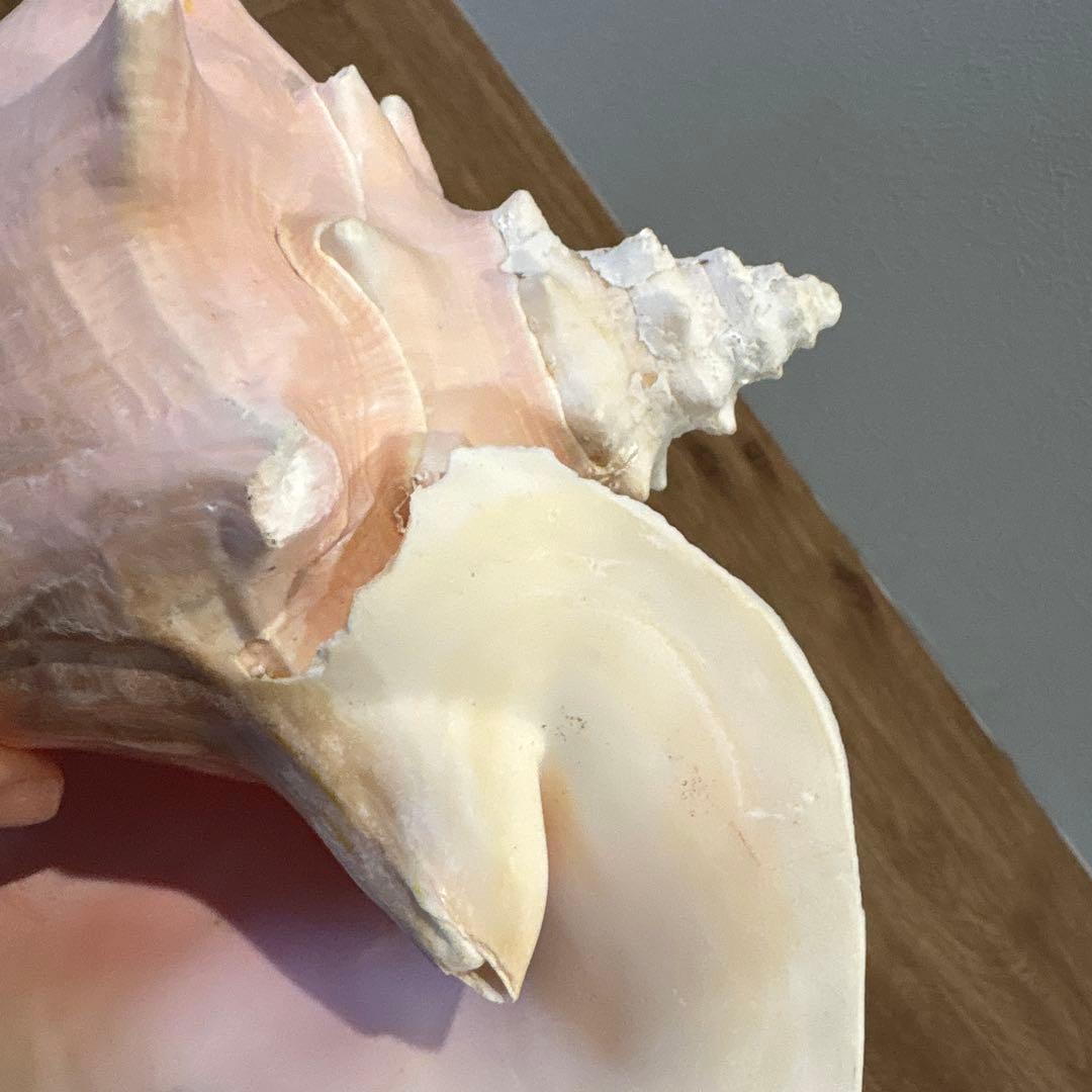 コンク貝　ピンク貝　オブジェ　法螺貝　貝殻　ほら貝　ピンク