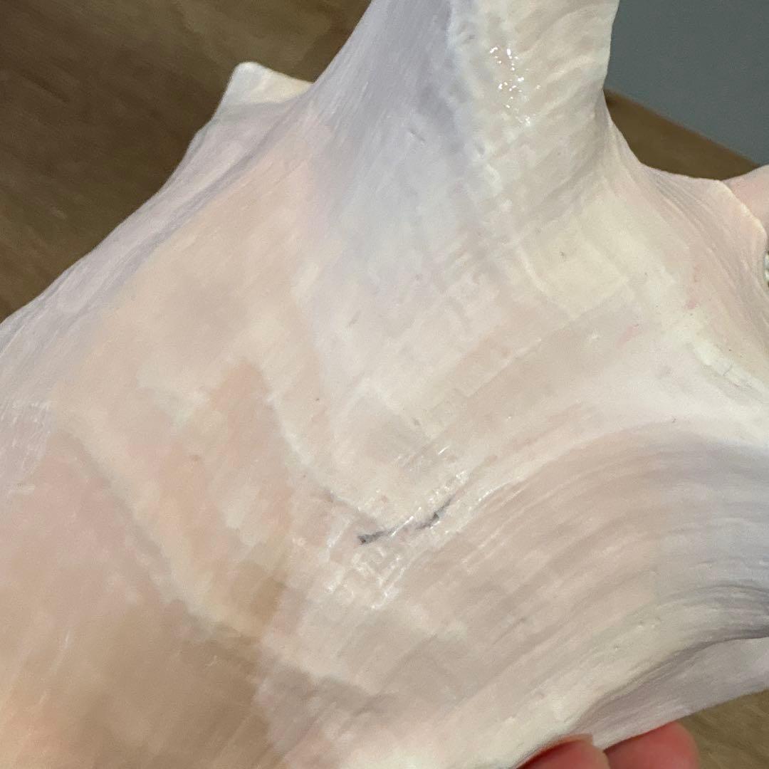 コンク貝　ピンク貝　オブジェ　法螺貝　貝殻　ほら貝　ピンク