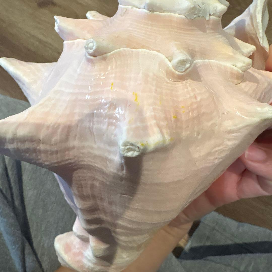 コンク貝　ピンク貝　オブジェ　法螺貝　貝殻　ほら貝　ピンク