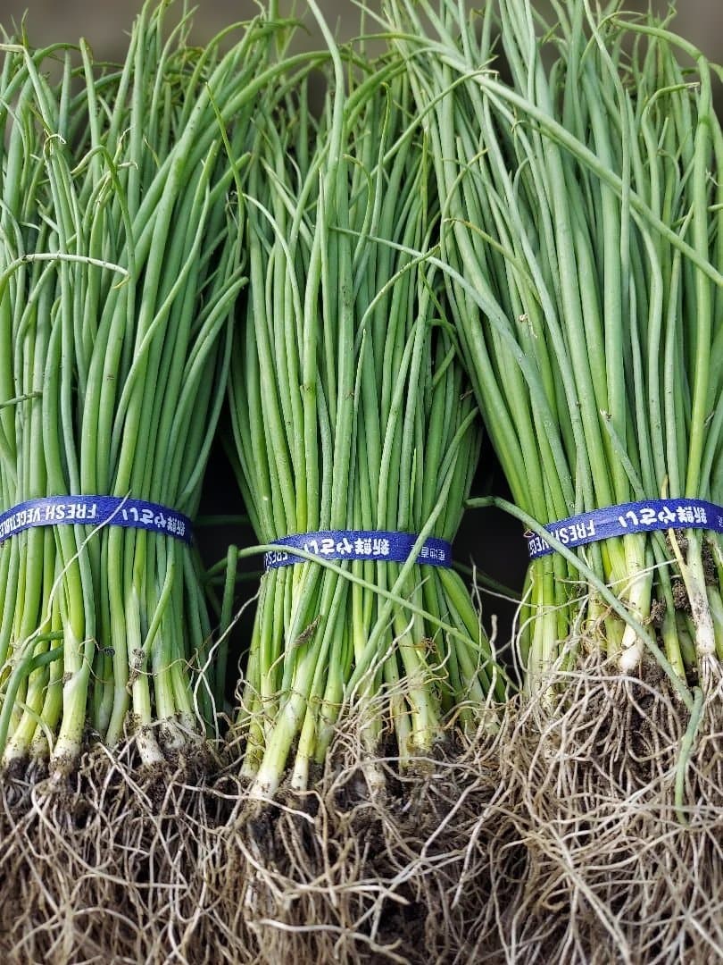 もみじ3号、500本、ネオア-ス300本