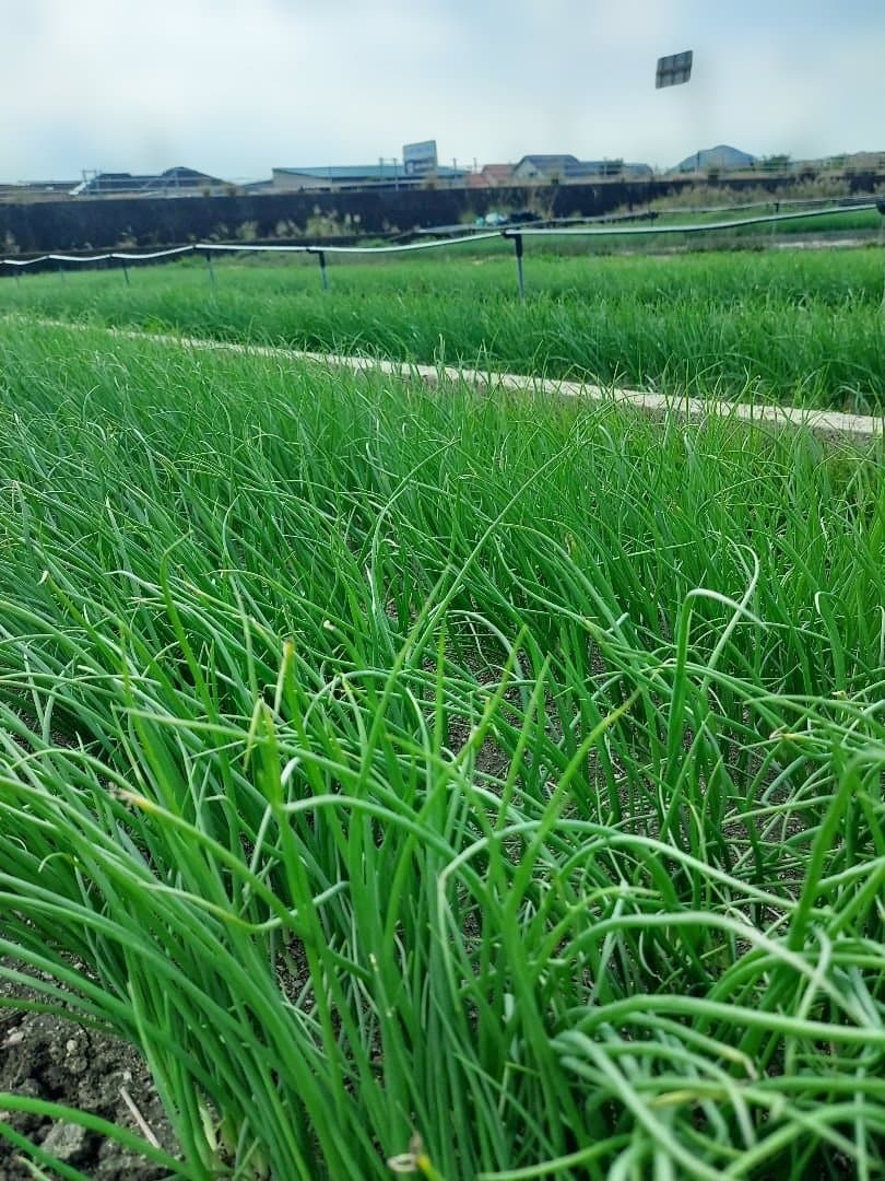 もみじ3号、500本、ネオア-ス300本