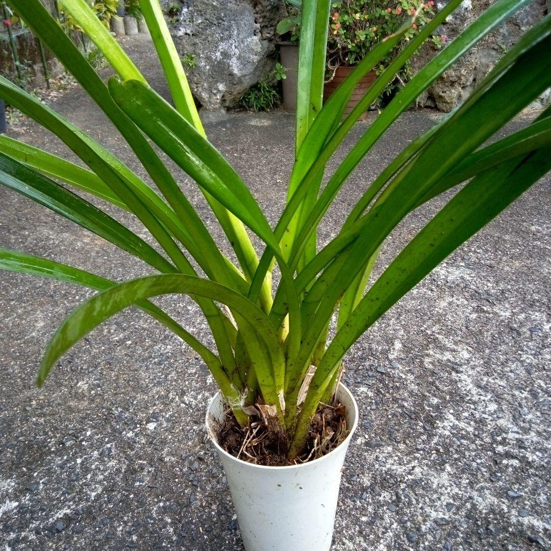 キンリュウヘン　1m05cm