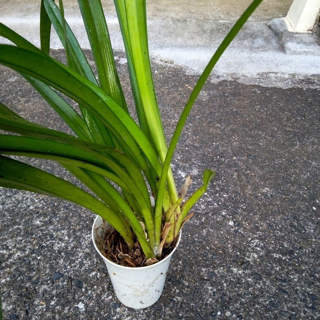 キンリュウヘン　1m05cm