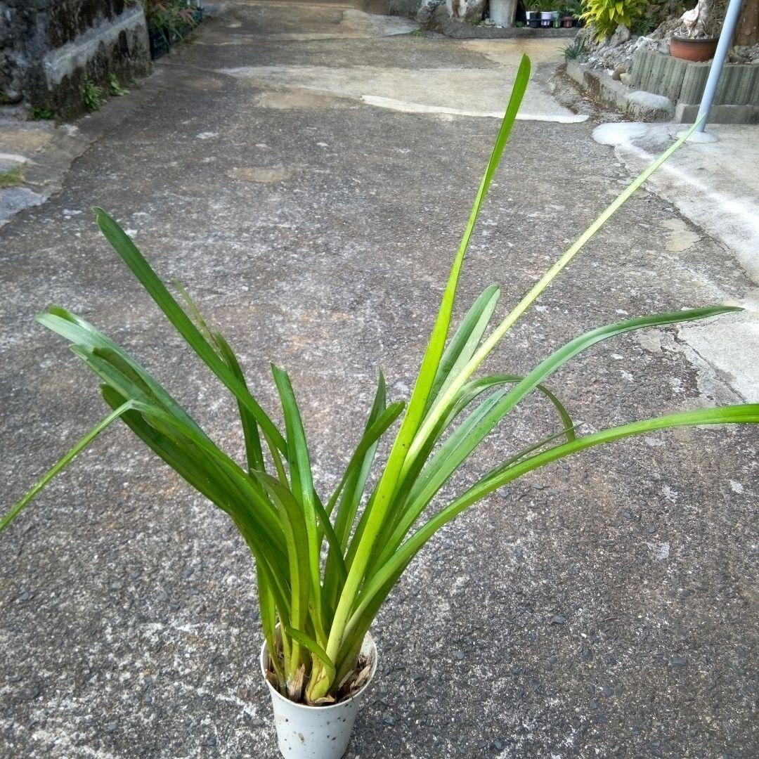 キンリュウヘン　1m05cm