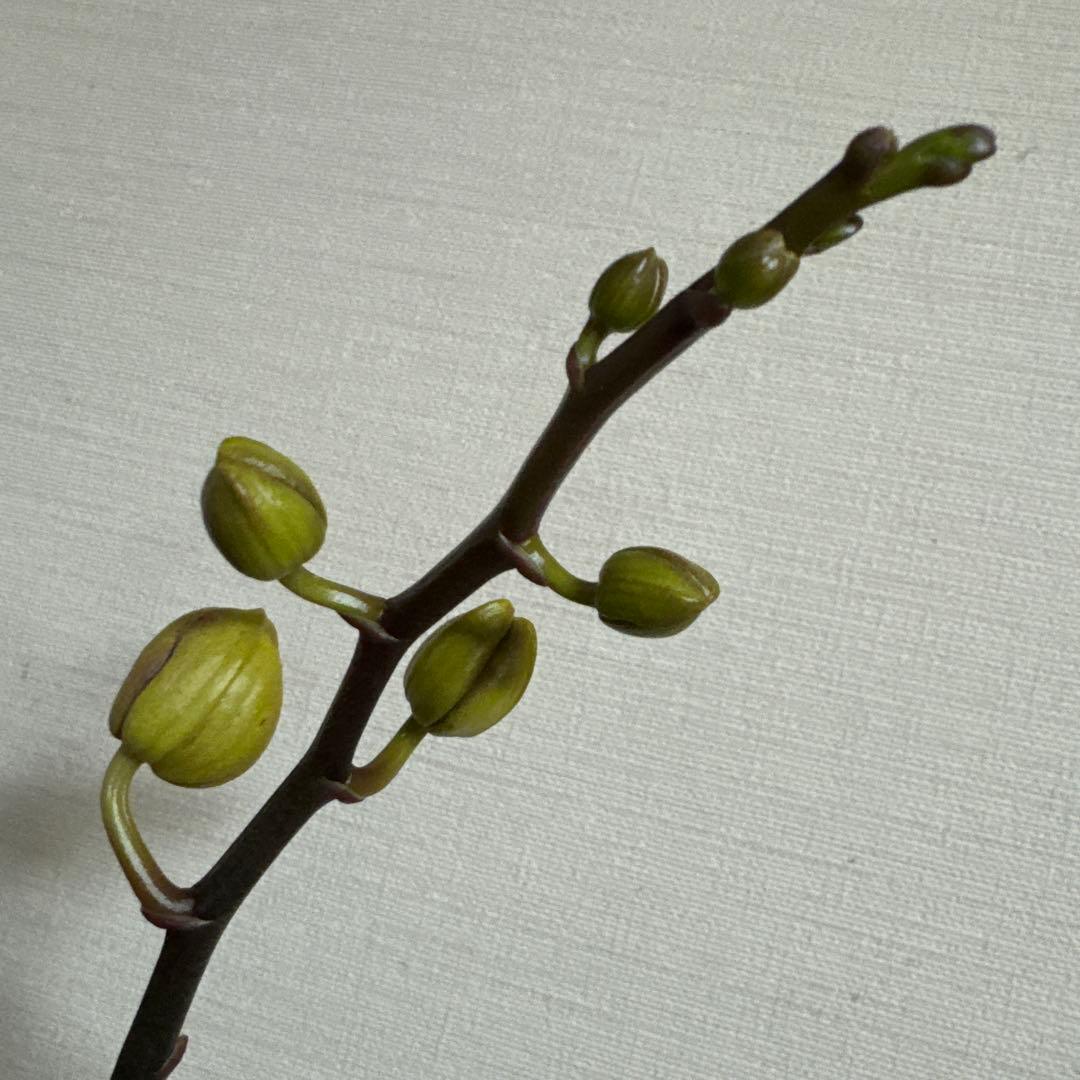 胡蝶蘭　交配種　コチョウラン Phal.Hidamari ヒダマリ