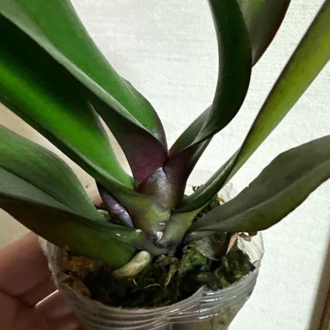 胡蝶蘭　交配種　コチョウラン Phal.Hidamari ヒダマリ