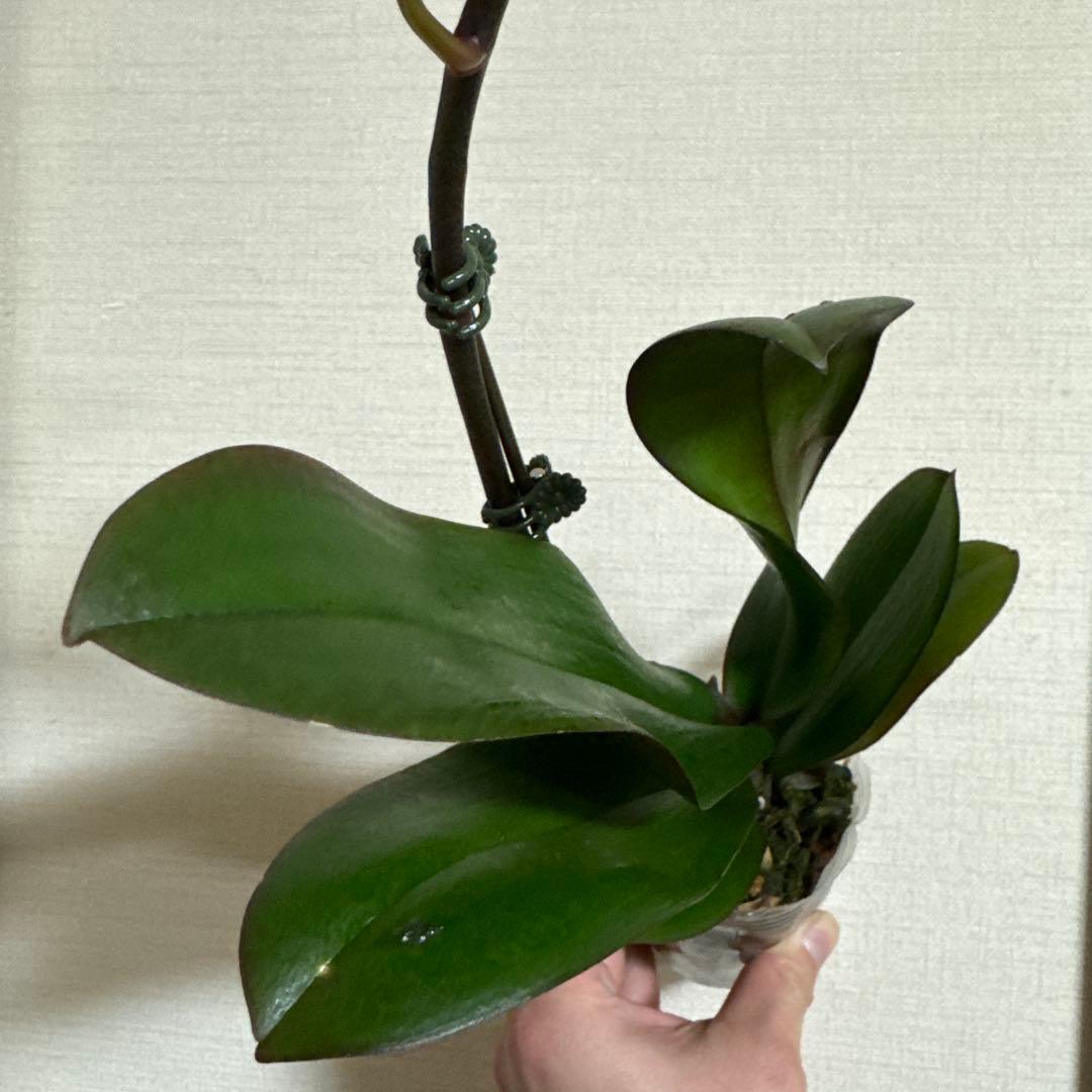胡蝶蘭　交配種　コチョウラン Phal.Hidamari ヒダマリ