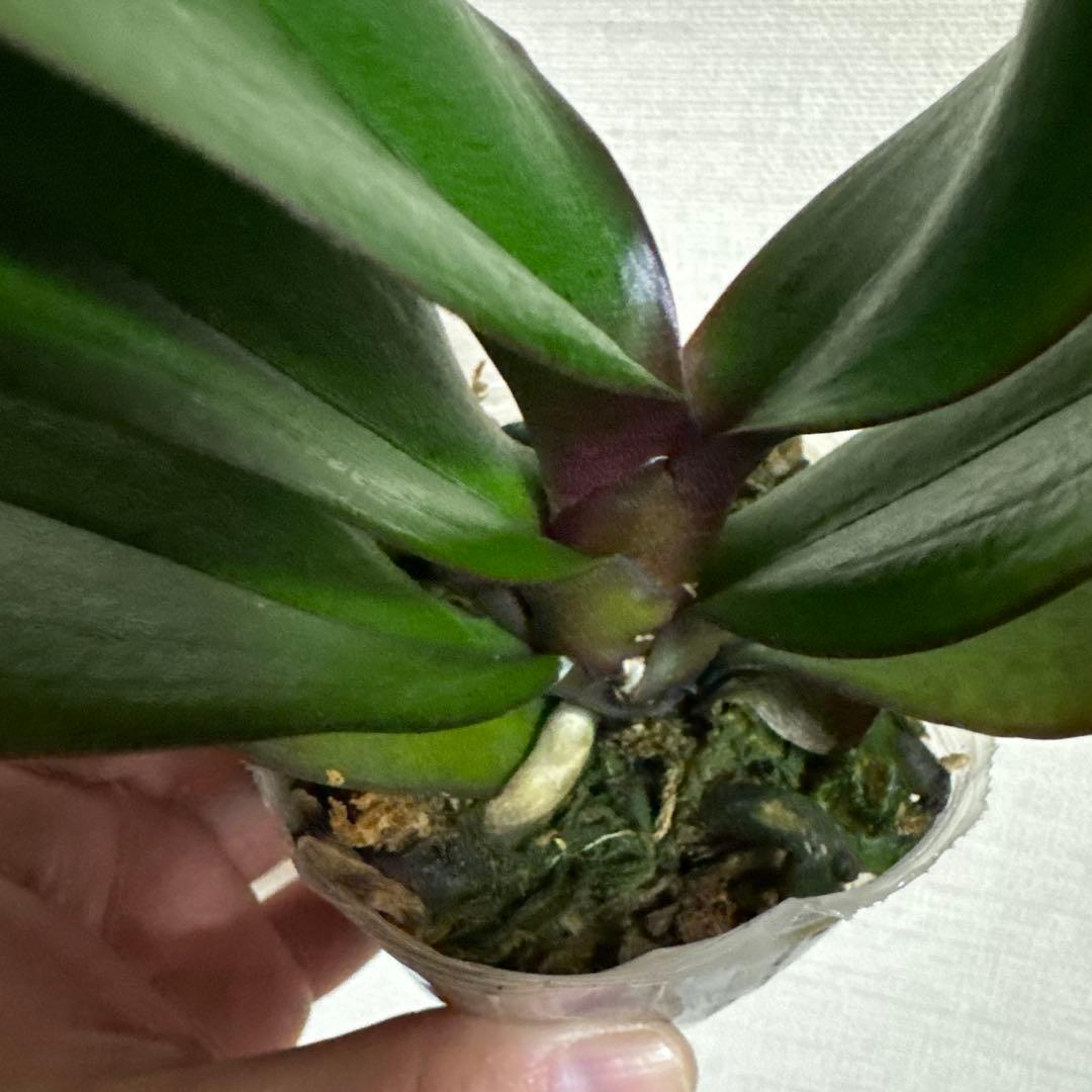 胡蝶蘭　交配種　コチョウラン Phal.Hidamari ヒダマリ