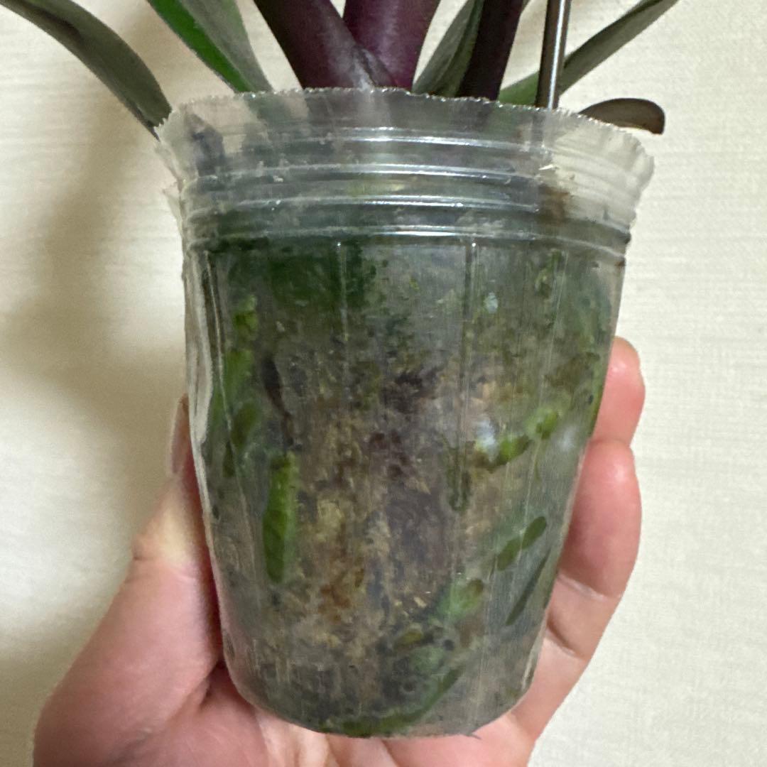 胡蝶蘭　交配種　コチョウラン Phal.Hidamari ヒダマリ