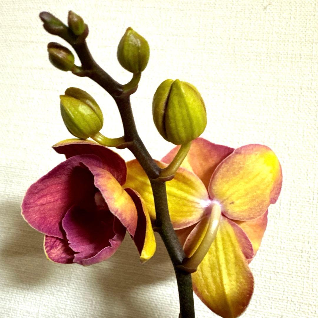 胡蝶蘭　交配種　コチョウラン Phal.Hidamari ヒダマリ