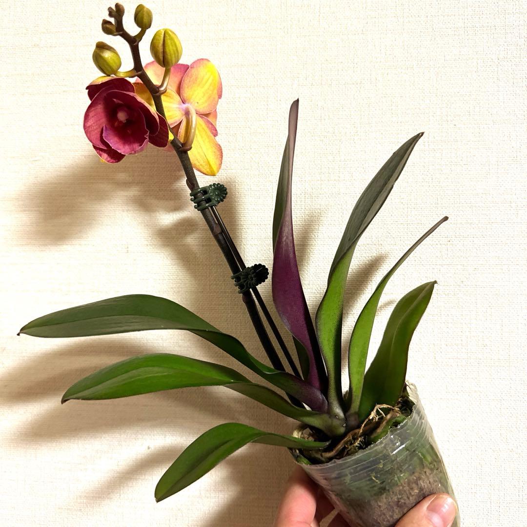 胡蝶蘭　交配種　コチョウラン Phal.Hidamari ヒダマリ