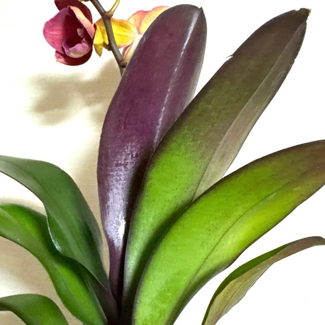 胡蝶蘭　交配種　コチョウラン Phal.Hidamari ヒダマリ
