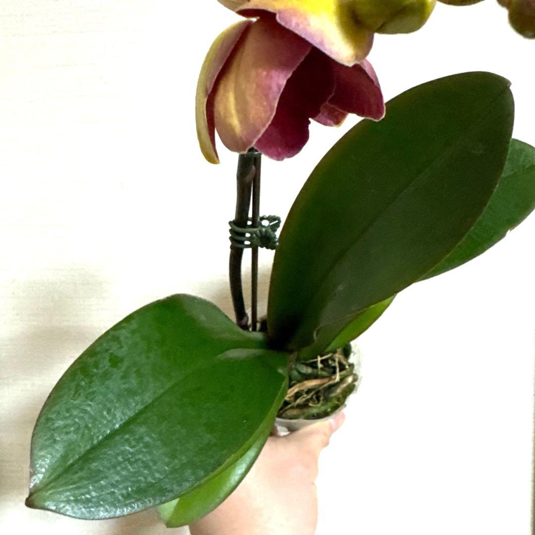 胡蝶蘭　交配種　コチョウラン Phal.Hidamari ヒダマリ