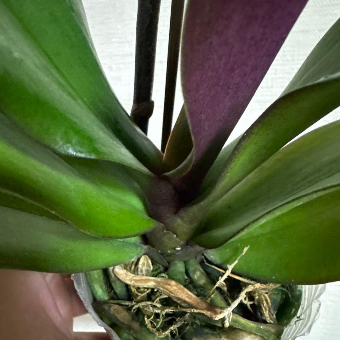 胡蝶蘭　交配種　コチョウラン Phal.Hidamari ヒダマリ