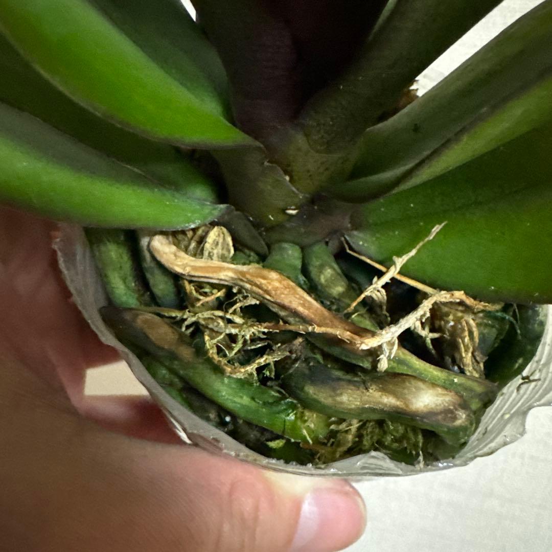 胡蝶蘭　交配種　コチョウラン Phal.Hidamari ヒダマリ