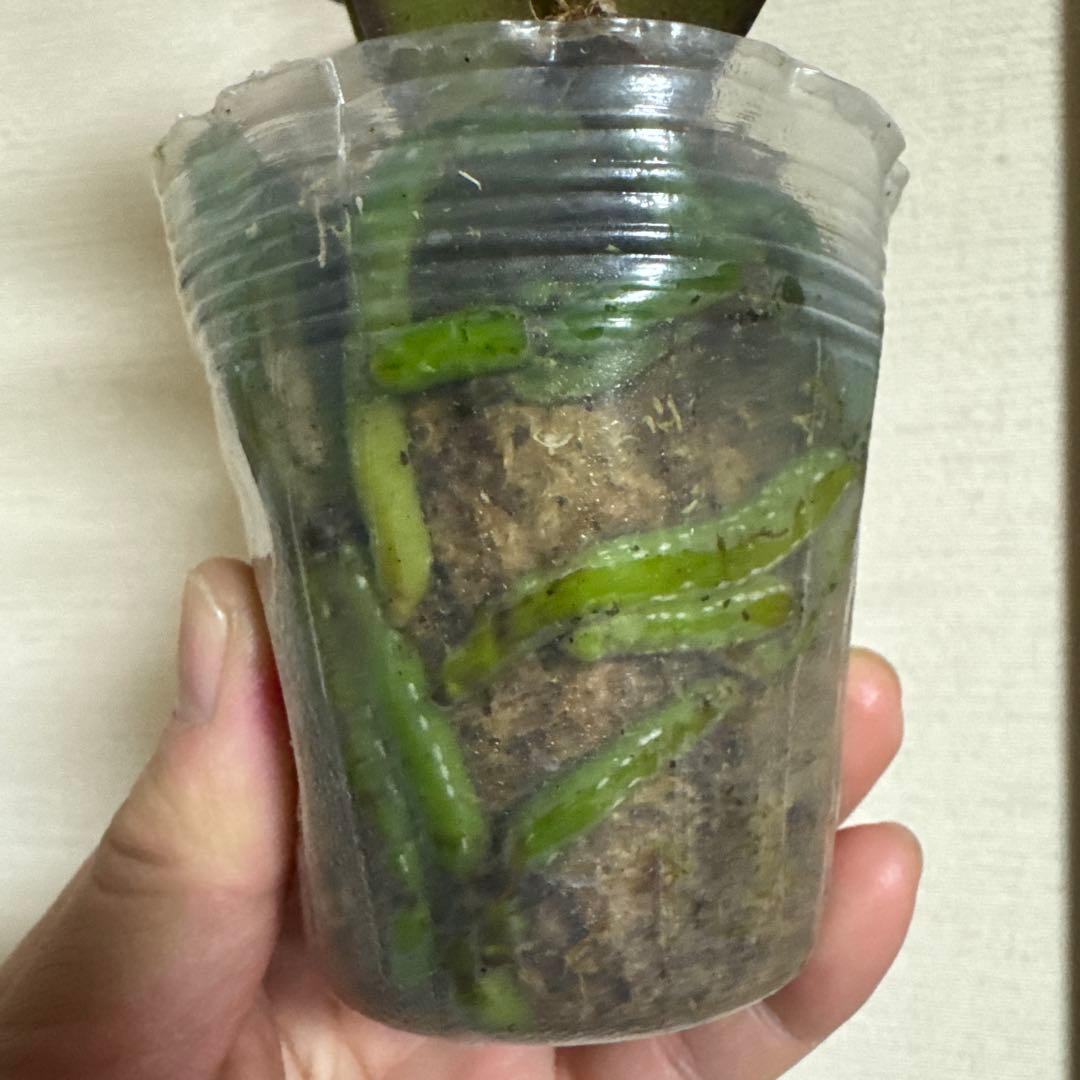 胡蝶蘭　交配種　コチョウラン Phal.Hidamari ヒダマリ