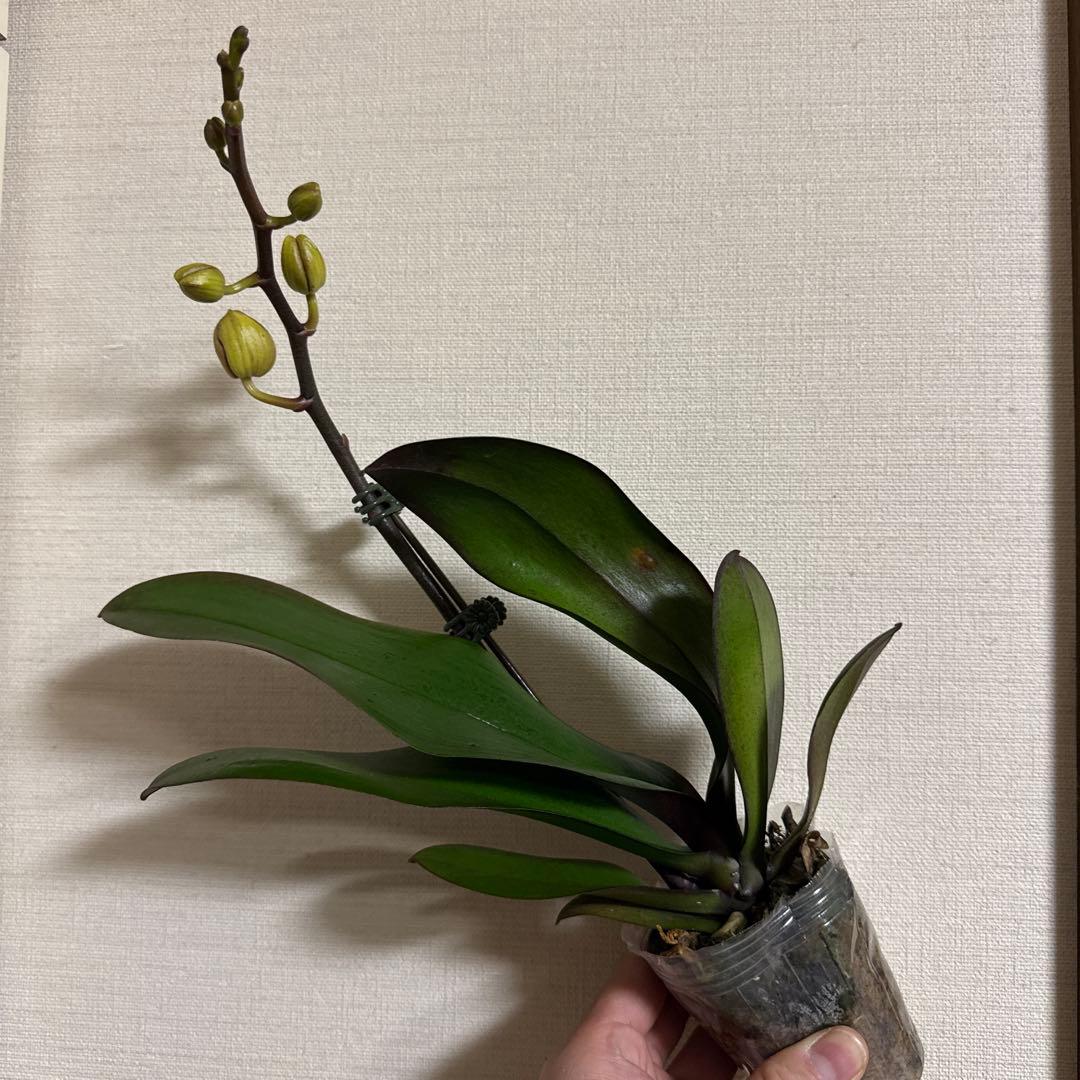 胡蝶蘭　交配種　コチョウラン Phal.Hidamari ヒダマリ