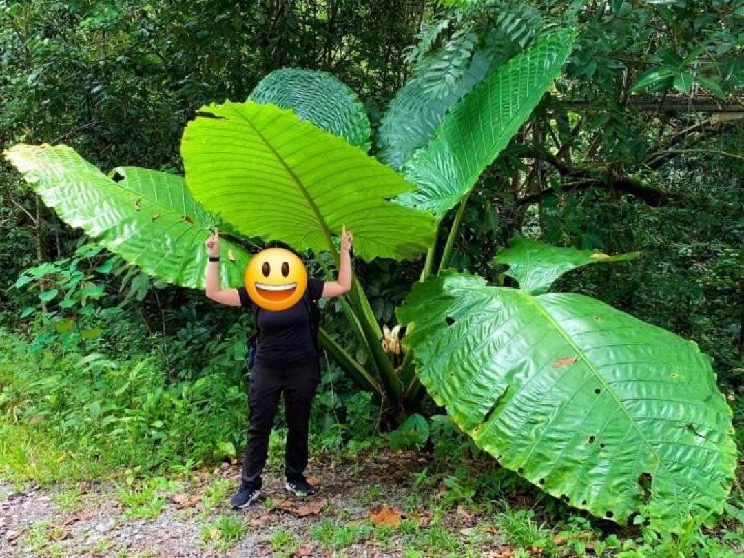 原種　世界最大　アロカシア　ロブスタ　サトイモ科　アロイド　パルダリウム　①