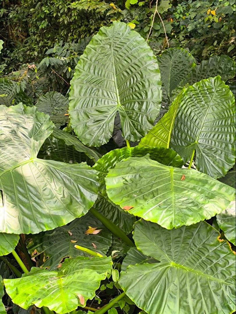 原種　世界最大　アロカシア　ロブスタ　サトイモ科　アロイド　パルダリウム　①