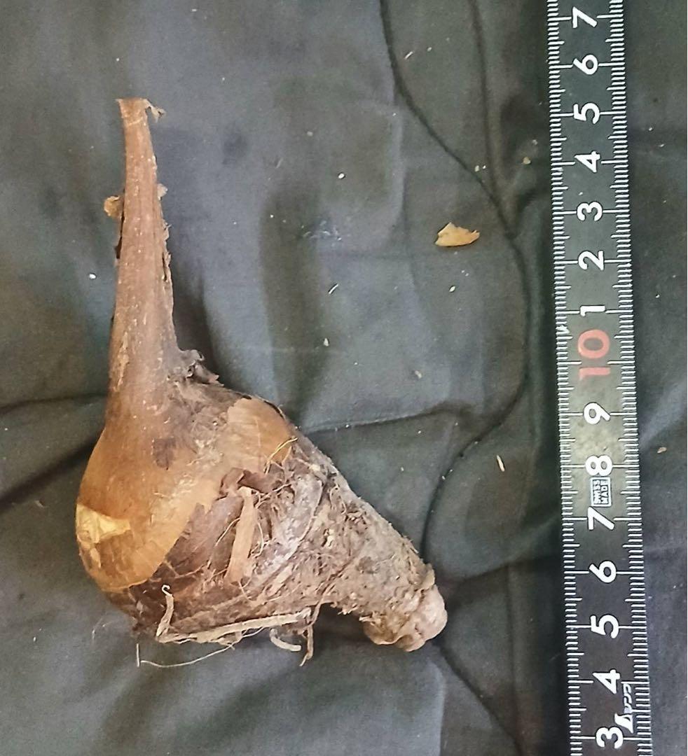 原種　世界最大　アロカシア　ロブスタ　サトイモ科　アロイド　パルダリウム　①