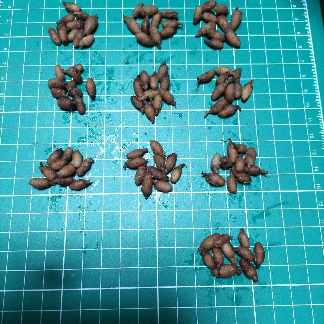 サギソウ　ohana　並　100個