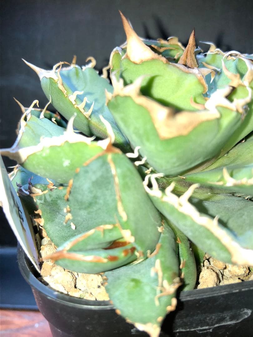アガベ ドラゴンアガベ産 清櫻 セオ 子株②