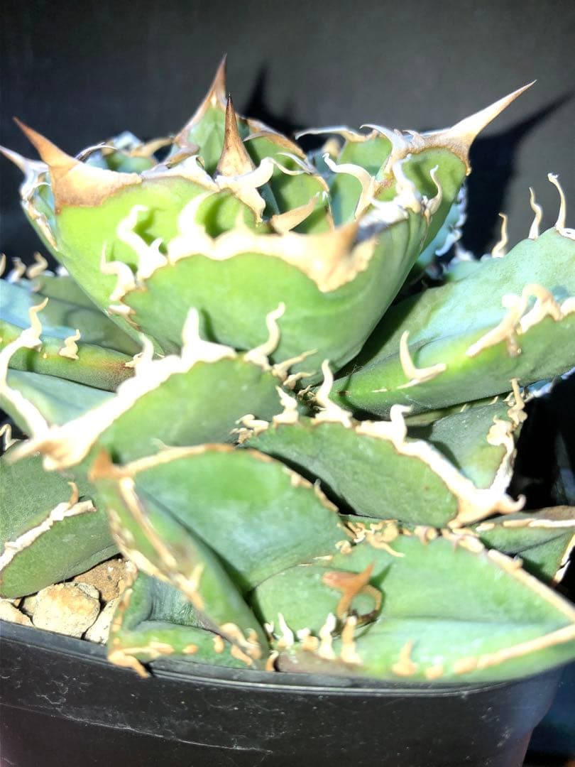 アガベ ドラゴンアガベ産 清櫻 セオ 子株②