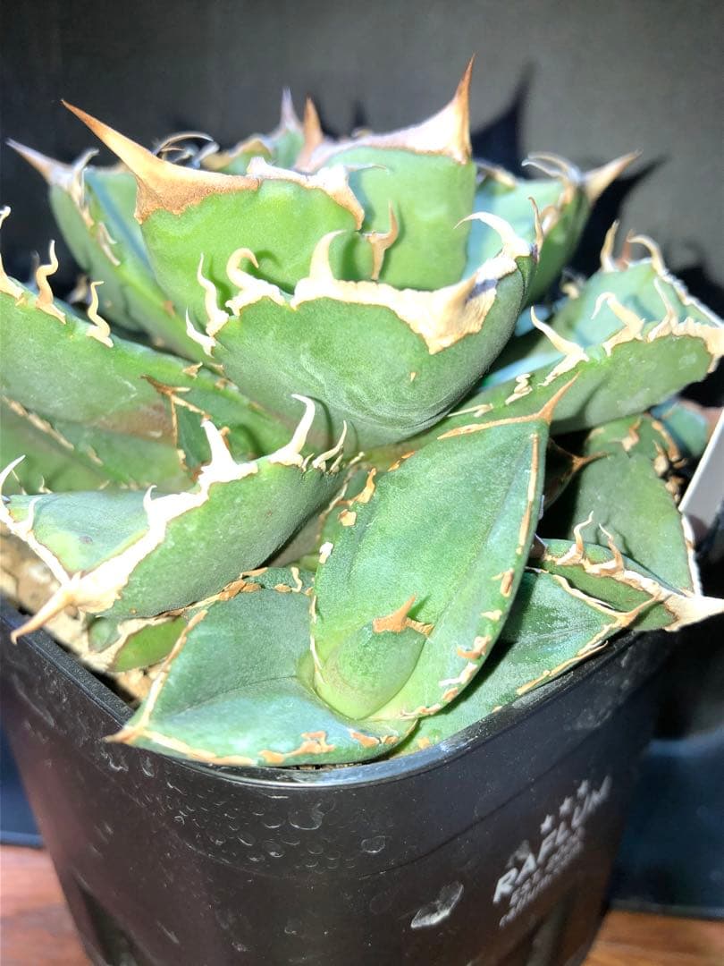 アガベ ドラゴンアガベ産 清櫻 セオ 子株②