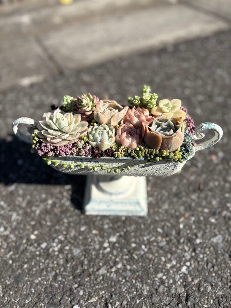 多肉植物の寄せ植え　すぐに飾れる　錦入り