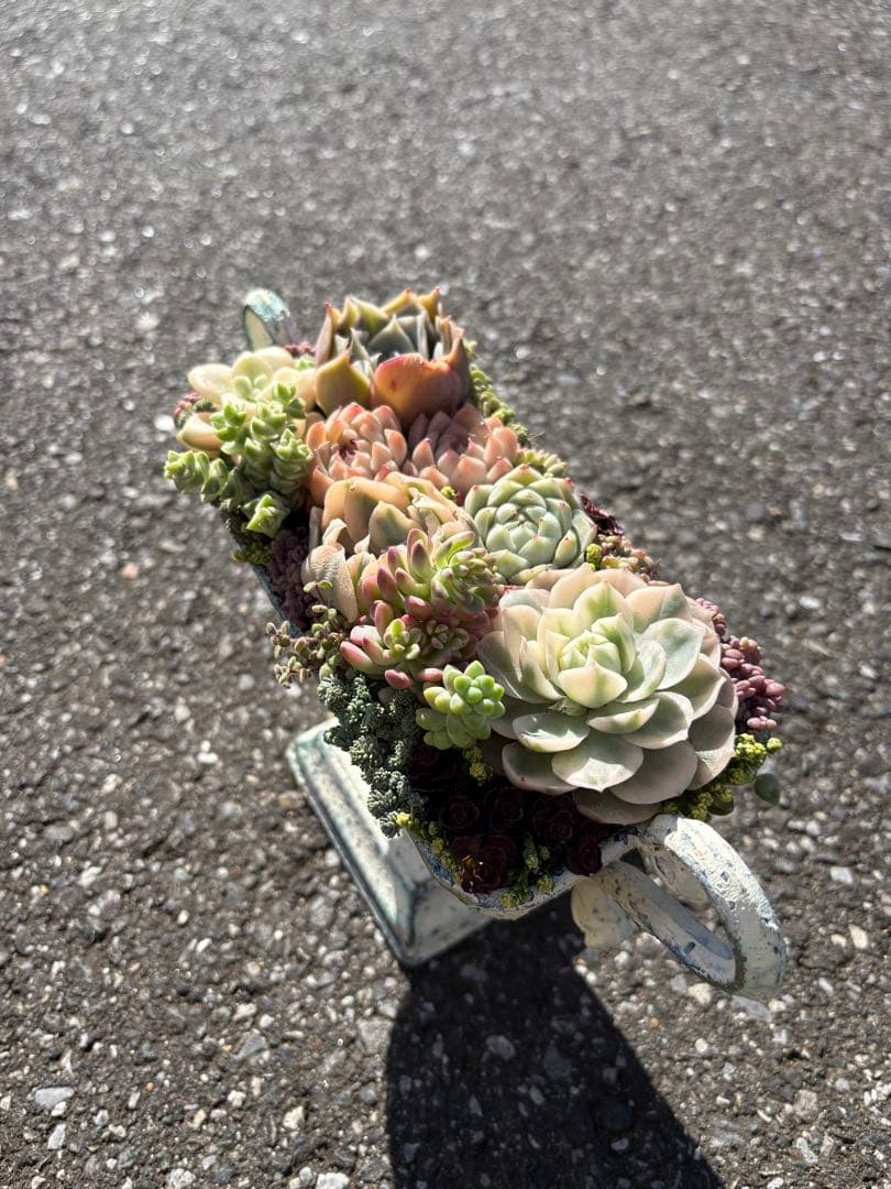 多肉植物の寄せ植え　すぐに飾れる　錦入り