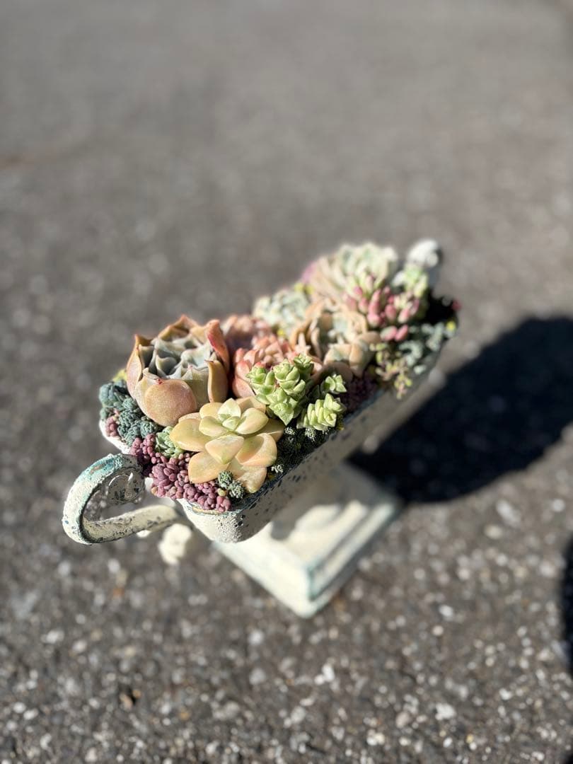 多肉植物の寄せ植え　すぐに飾れる　錦入り