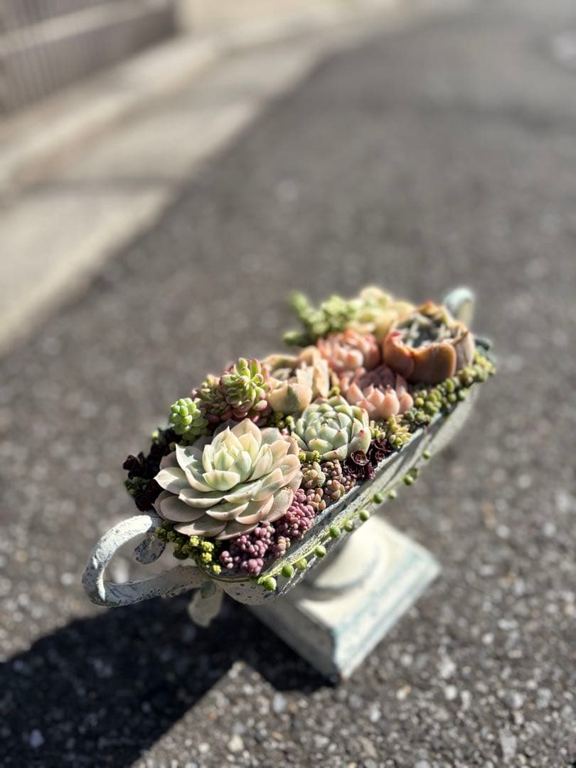 多肉植物の寄せ植え　すぐに飾れる　錦入り