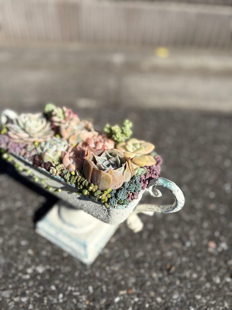 多肉植物の寄せ植え　すぐに飾れる　錦入り