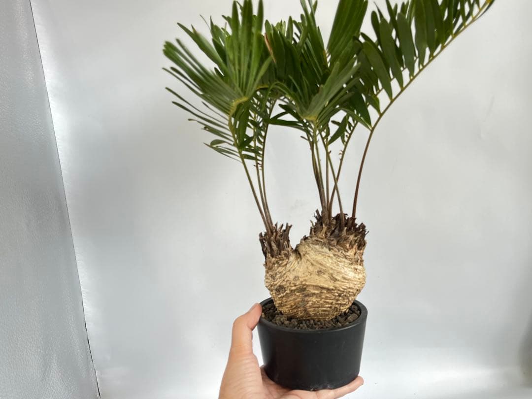 ザミア フロリダーナ　鉢ごと発送
