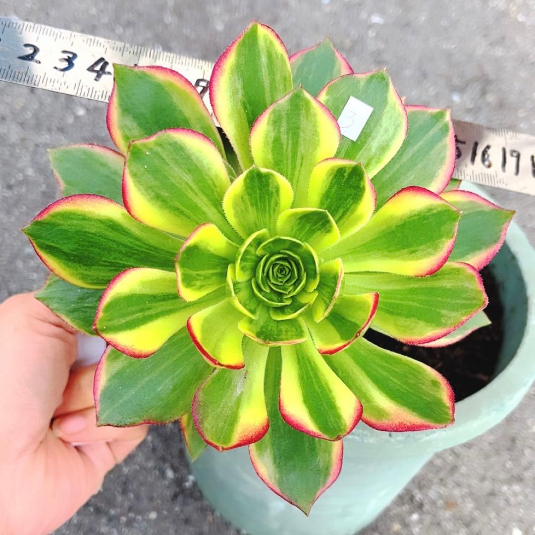 3#多肉植物アエオニウム錦❤️ハロウィン黄錦❤️ 1頭3-4子芽12-14cm拨き苗