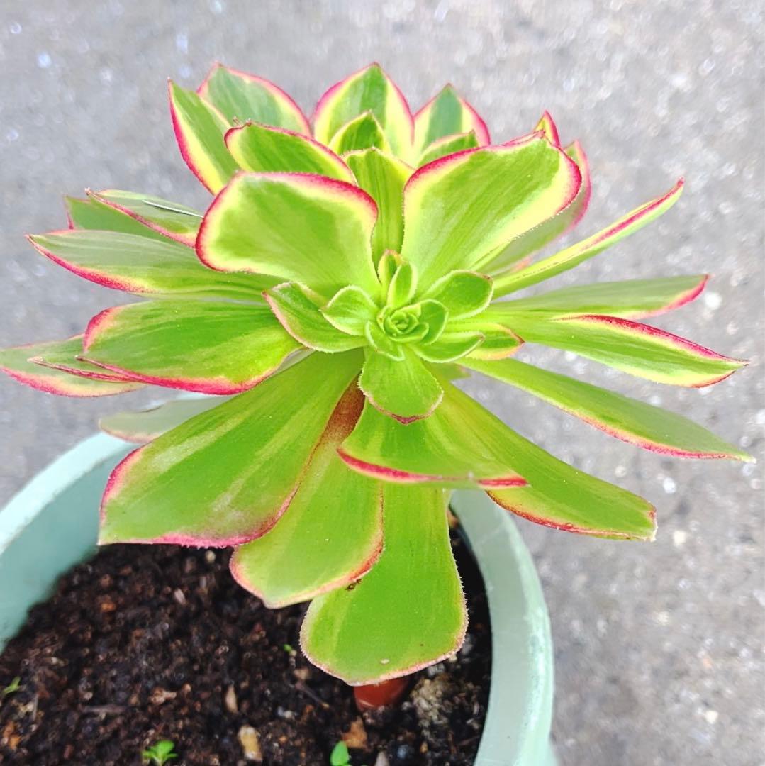 3#多肉植物アエオニウム錦❤️ハロウィン黄錦❤️ 1頭3-4子芽12-14cm拨き苗