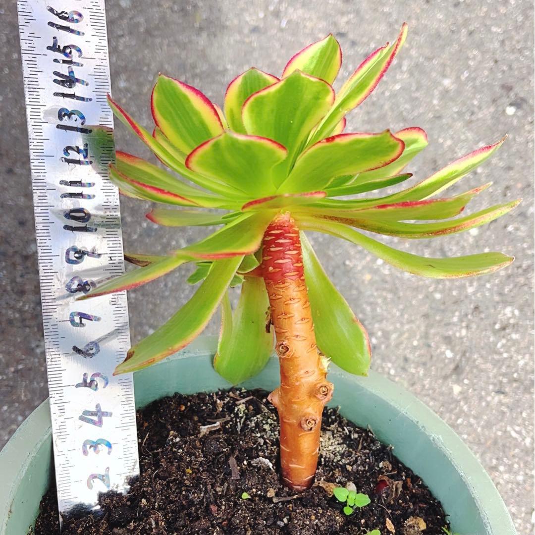 3#多肉植物アエオニウム錦❤️ハロウィン黄錦❤️ 1頭3-4子芽12-14cm拨き苗