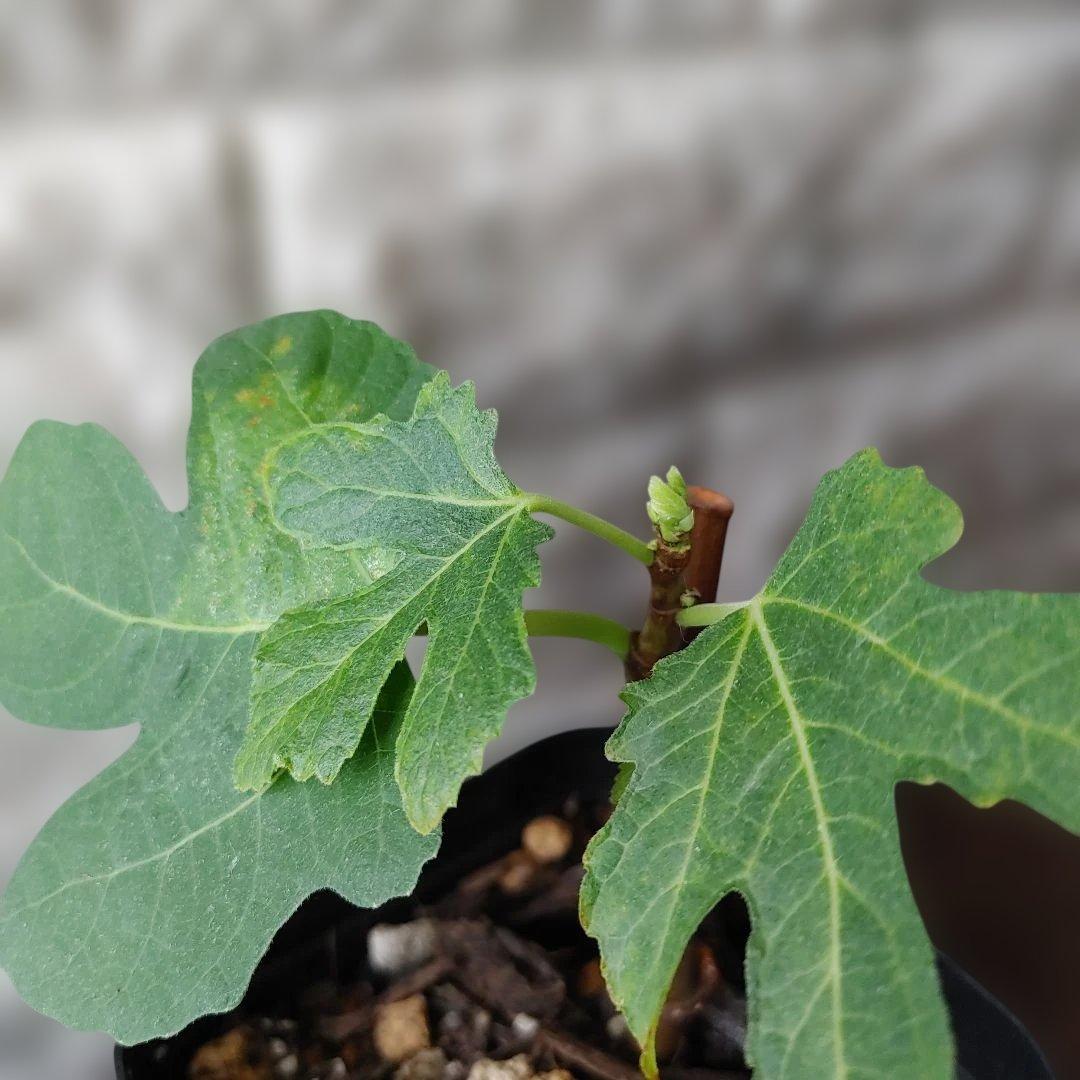 イチジク挿木苗 Weeping Apple Pie