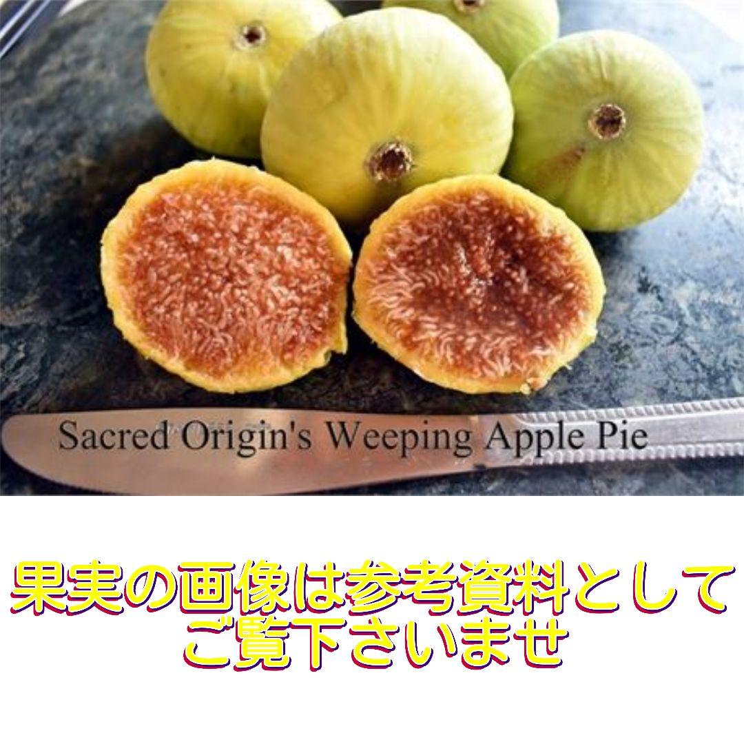 イチジク挿木苗 Weeping Apple Pie