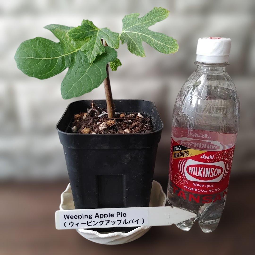 イチジク挿木苗 Weeping Apple Pie