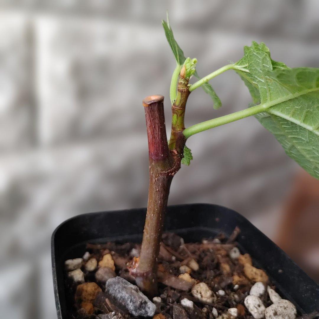 イチジク挿木苗 Weeping Apple Pie