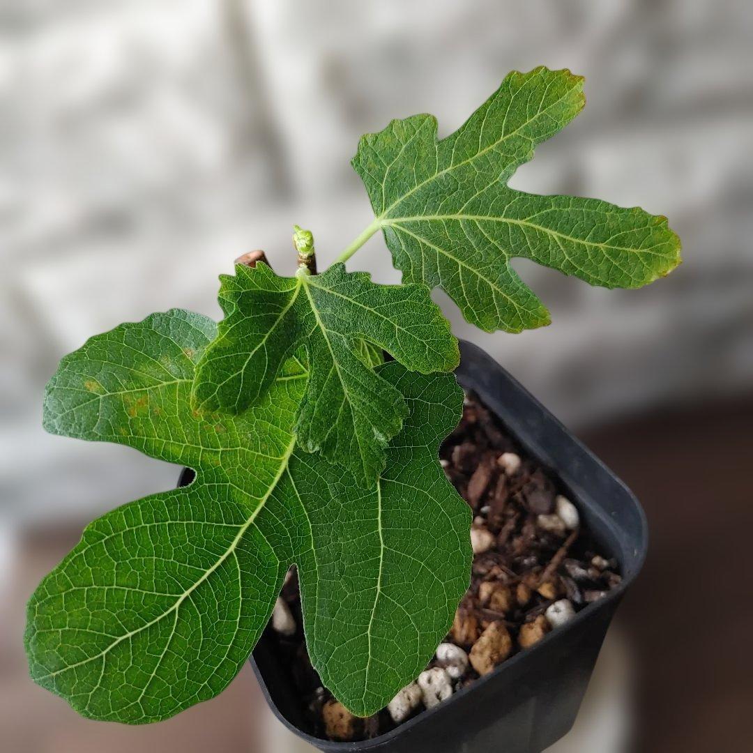 イチジク挿木苗 Weeping Apple Pie